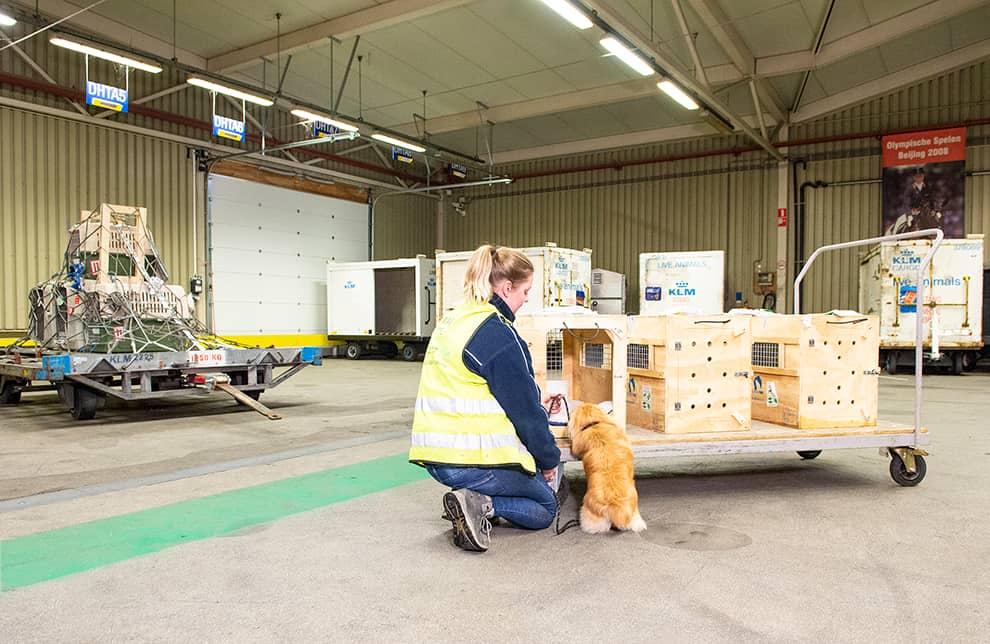 KLM animal hotel